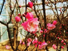 -北京鹫峰国家森林公园