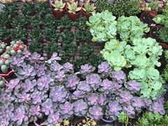 -重庆市江北嘴中央商务区中央公园