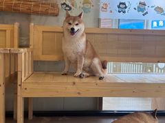 -南京Hallo宠物乐园·哈罗犬舍·柴犬繁育基地