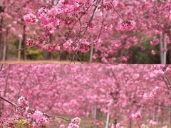 -天适樱花悠乐园