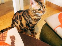 -Cappucimeow猫咪咖啡馆(韦伯时代店)