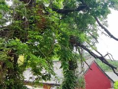 -泰山风景名胜区-普照寺