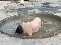-董永七仙女文化园