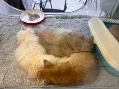 -万达广场(大明宫店)