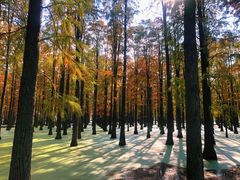 -渌洋湖湿地公园