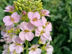 -中国天府农业博览园