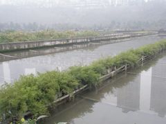景点-重庆彩云湖湿地公园