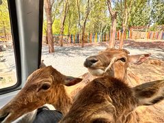 -北京野生动物园