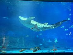 -烟台海昌鲸鲨海洋公园