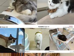 -怪兽屋·羊驼·猫咖·狗咖(俊华广场店)