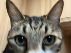 -博特宠物医院24h犬猫全科.骨科·异宠