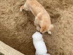 -爪吧宠物乐园 (温榆河示范区店)