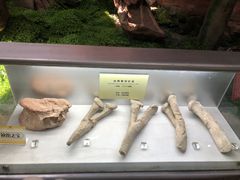-河南自然博物馆