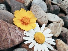 -三圣花乡旅游区