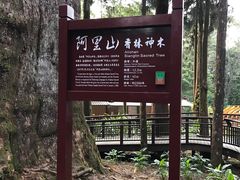 -阿里山神木遗迹