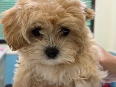 -天宠宠物医院24小时·急重症诊疗中心·全科·腔镜特色(和平分院)