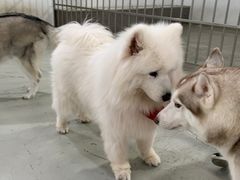 -星多哈·狗咖·拼豆·咖啡