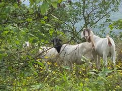 -铁山坪森林公园