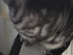 -伟伟宠物医院·瑞派猫友好医院·猫科(光谷店)