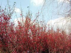 -白鹭湾湿地公园