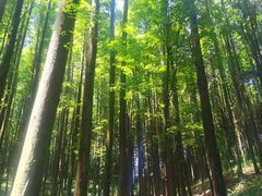 -山王坪喀斯特国家生态公园