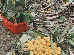 -塘栖枇杷特色园区