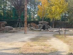 -上海野生动物园老虎餐厅