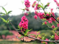 -南国桃园旅游度假区