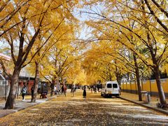 -三里屯东五街银杏大道