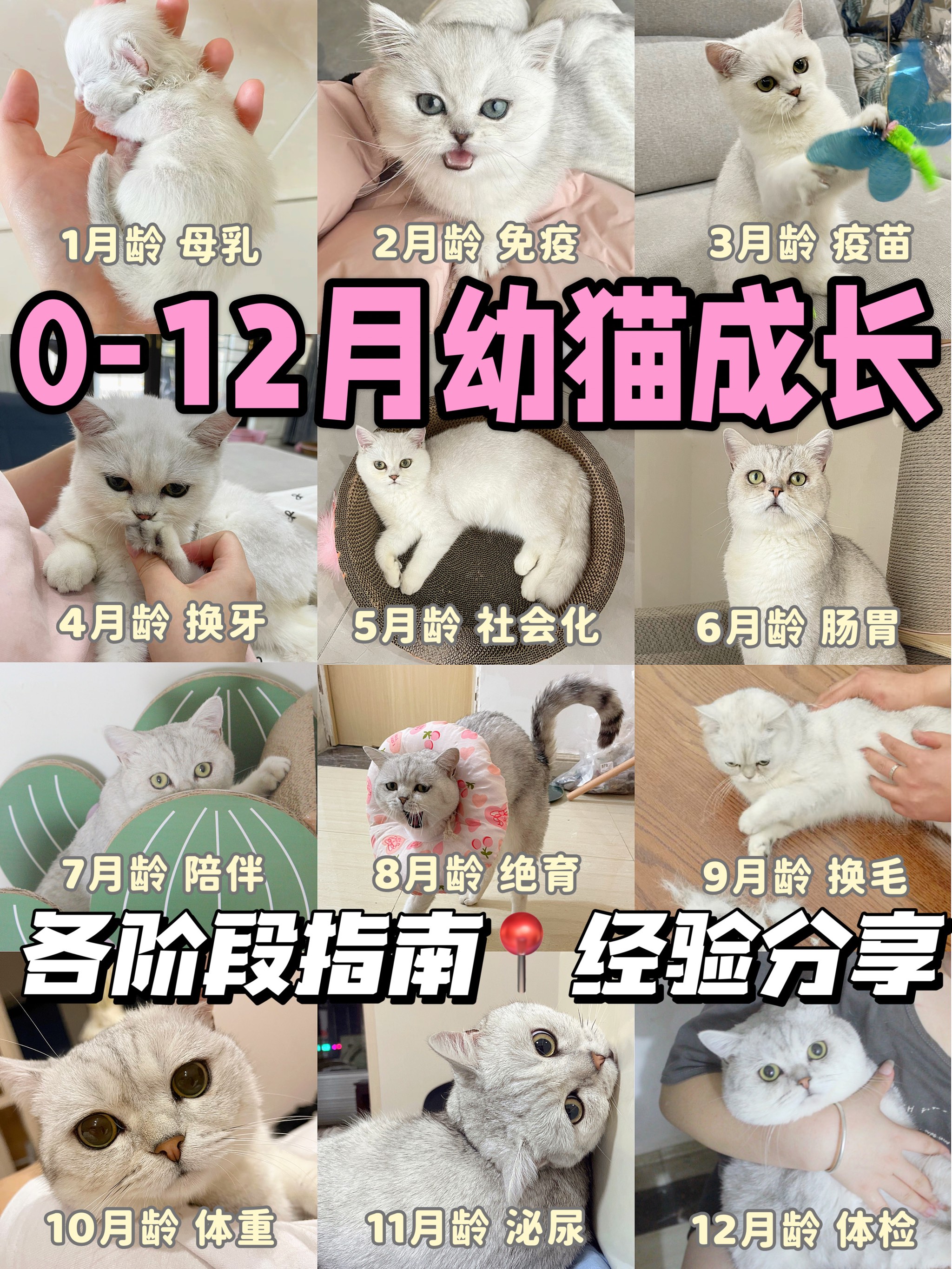 猫从小到大的成长图图片