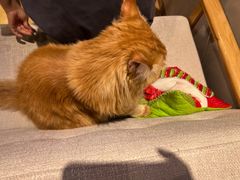 -藏猫猫咖啡主题馆(中央大道店)