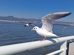 -海埂大坝