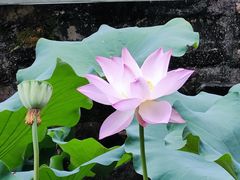 -陈家山荷花公园