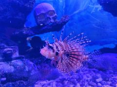 -烟台海昌鲸鲨海洋公园