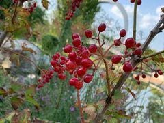 -武清南湖绿博园