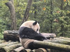 -都江堰中华大熊猫苑