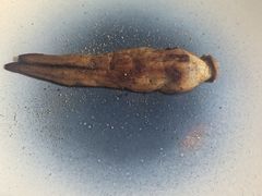 -京兆尹(雍和宫店)