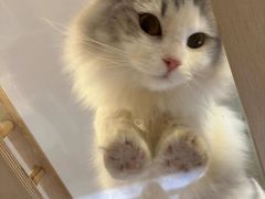 -MOYOYO猫咪咖啡店
