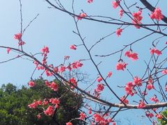 -广州市帽峰山景区