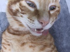 -瑞派康怡24h宠物医院·犬猫医疗中心·微创绝育(瑞景分院)