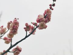 -原怡园面馆(拙政园店)