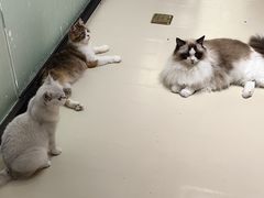 -三花喵·撸猫购宠·宠物生活馆(虹桥南丰城店)