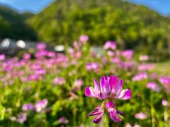 -鹿亭中村