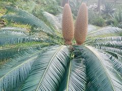 -深圳仙湖植物园