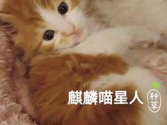 -70cat德文卷毛猫·缅因猫纯种猫舍
