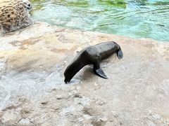 -珠海长隆海洋王国