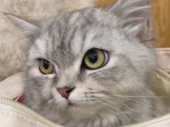 -宠颐生宠物医院·异宠猫科内科·诊疗中心宠巢店