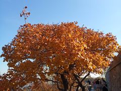 -香山公园