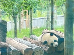 -卧龙中华大熊猫苑神树坪基地