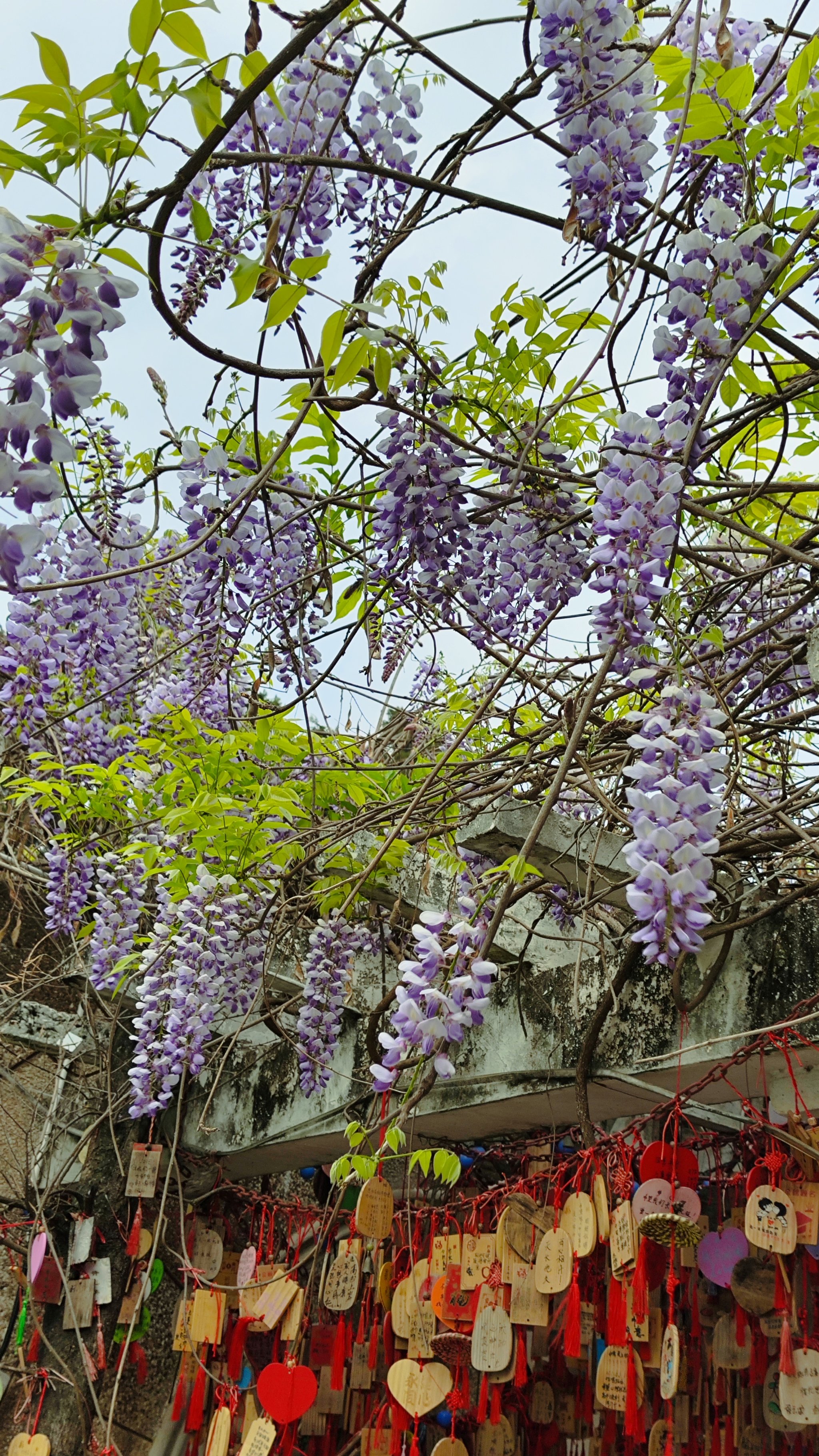 紫藤萝花朵图片